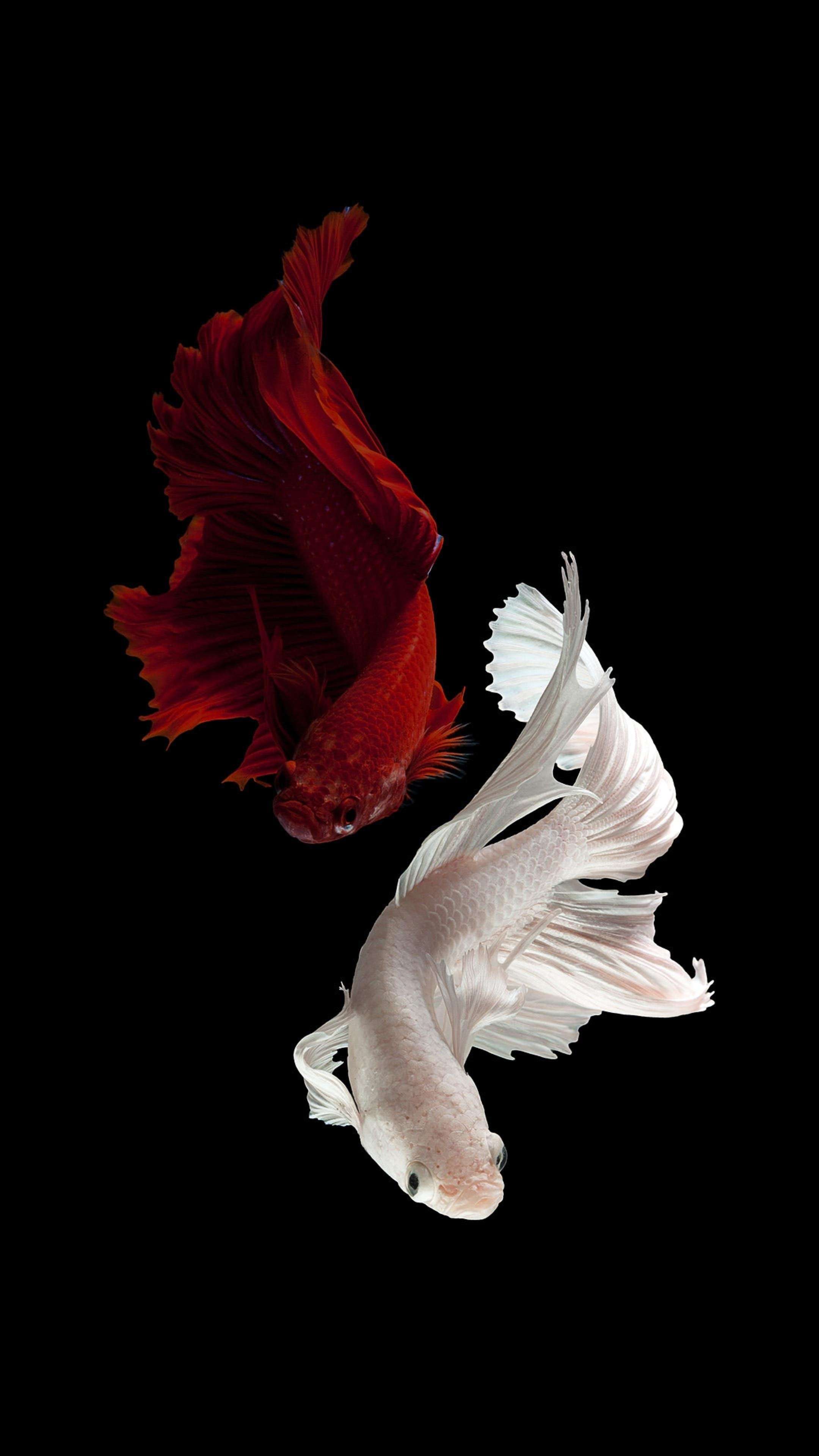 Aesthetic Betta Fish 4K Phone Wallpaper