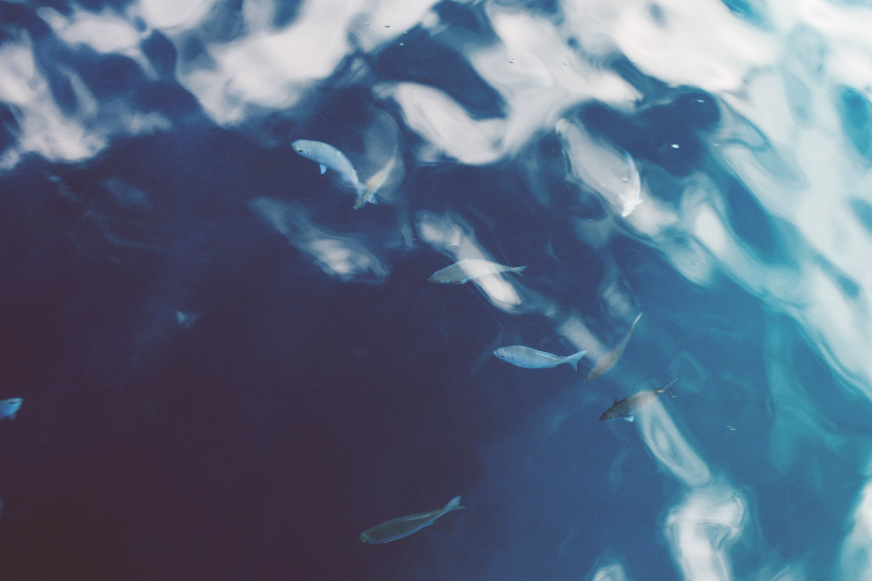 A group of fish swimming in a blue body of water. - Fish