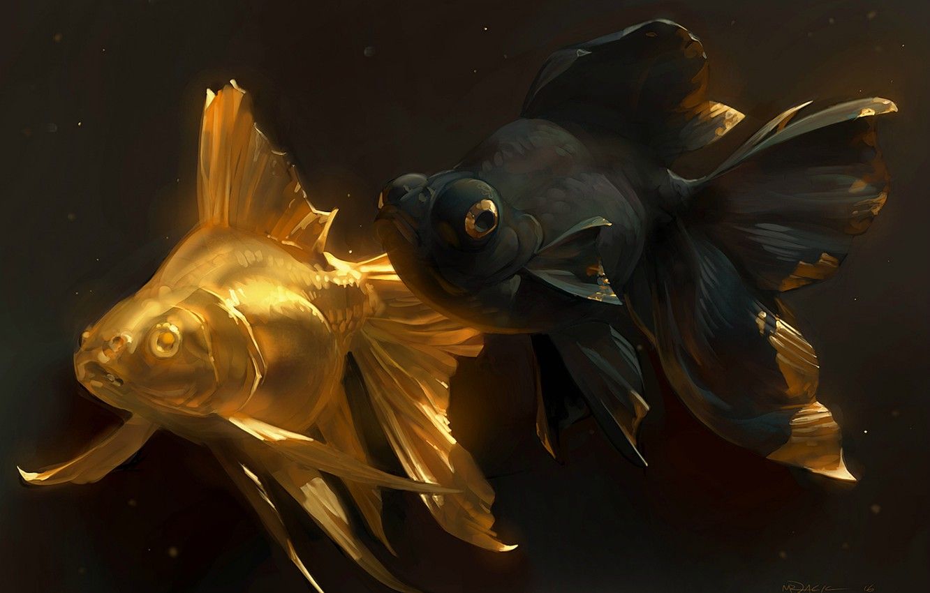 A pair of goldfish in a dark water tank. - Fish