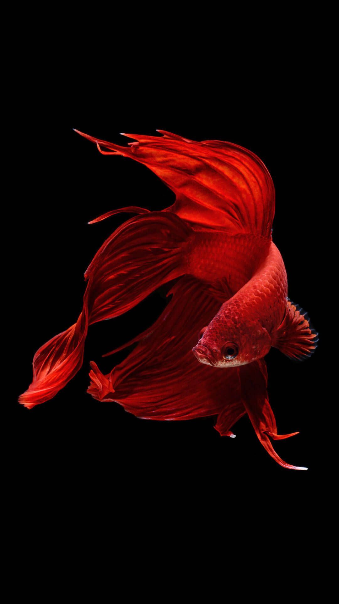 Red fish on a black background - Fish