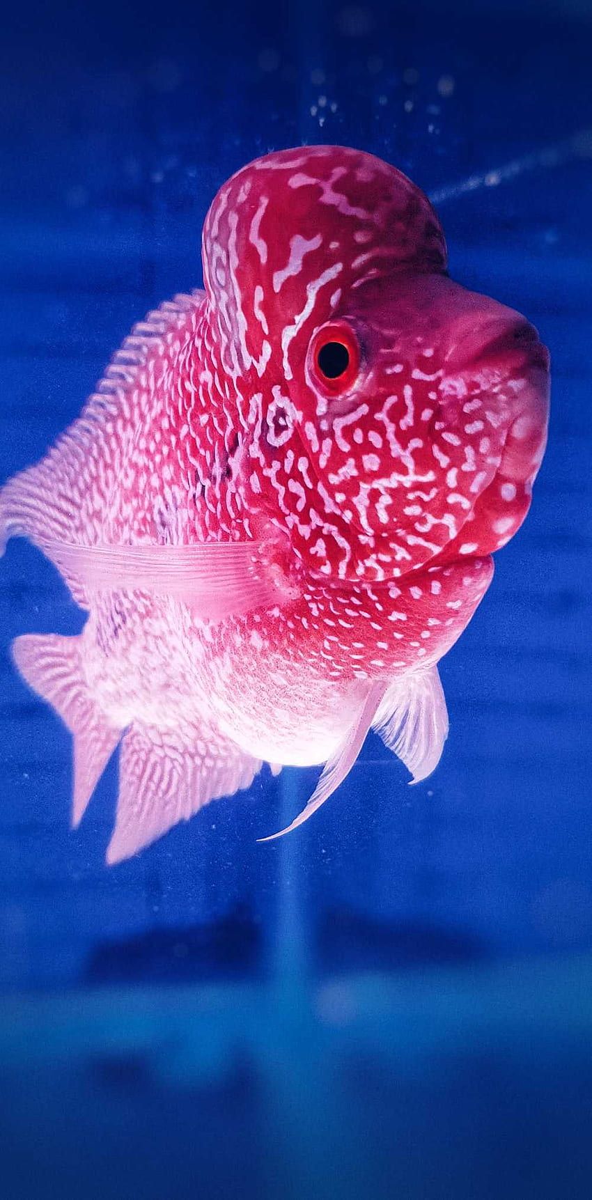 Aesthetic Fish HD phone wallpaper