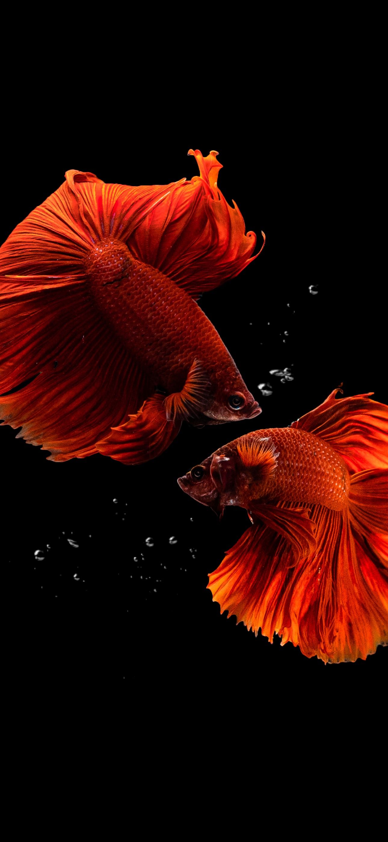 Fishes Wallpaper 4K, Aquarium, Photography