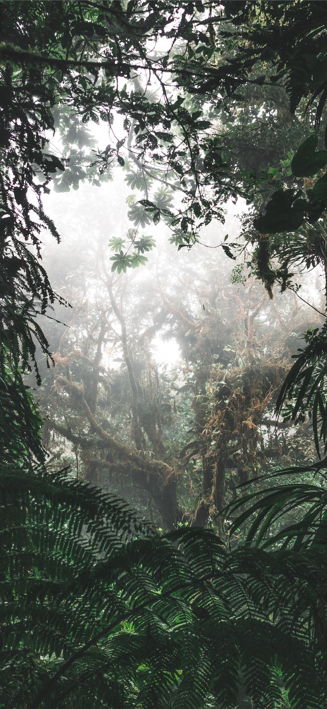 A forest with trees and plants - Jungle