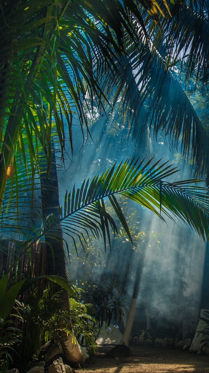 Sunlight shining through palm trees in a tropical rainforest - Jungle