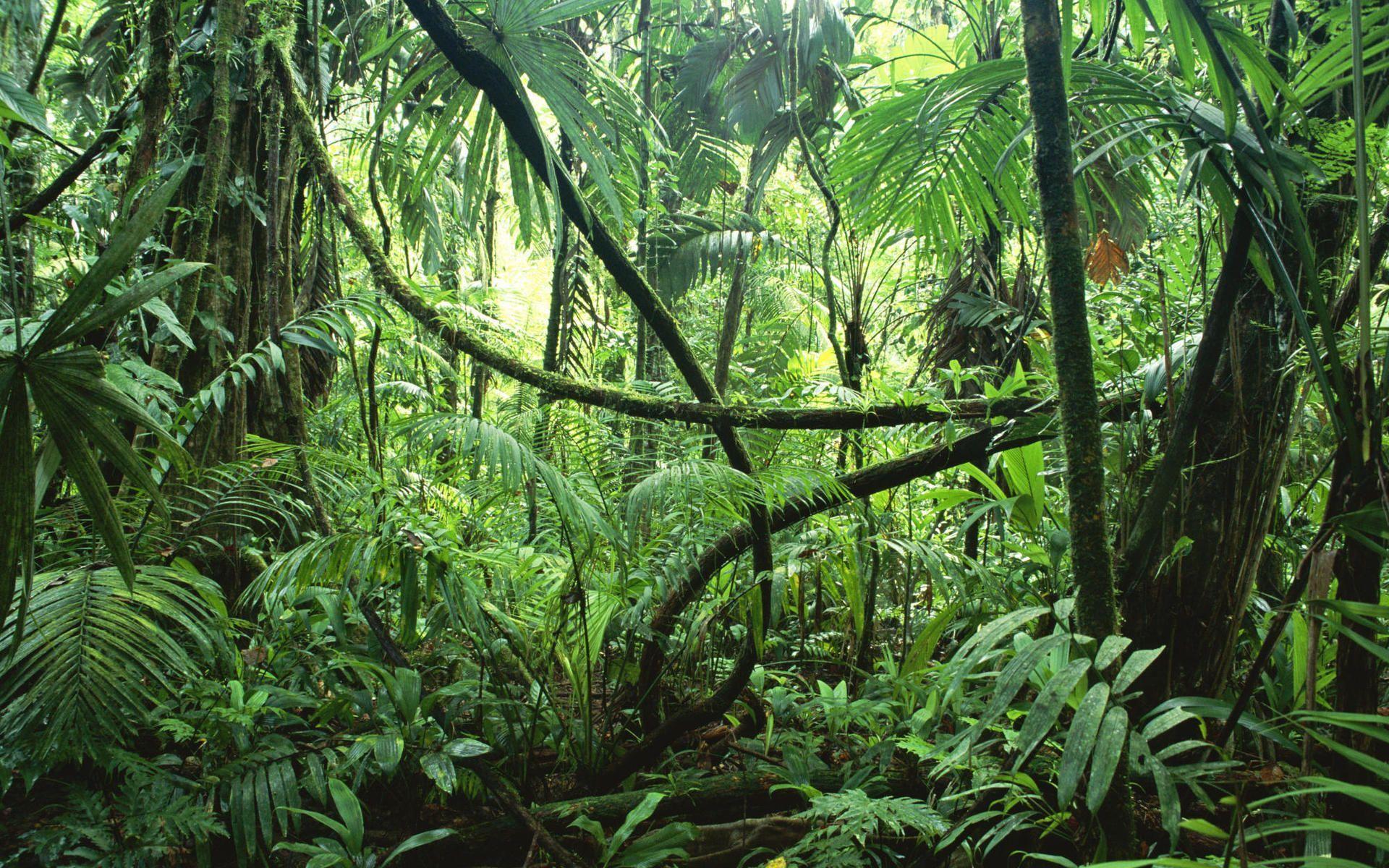 A tropical rainforest in the amazon - Jungle