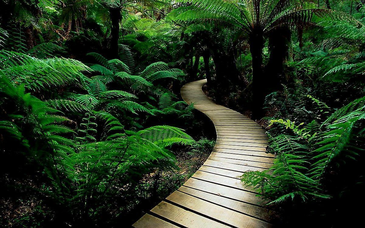 A wooden path through a lush green forest. - Jungle