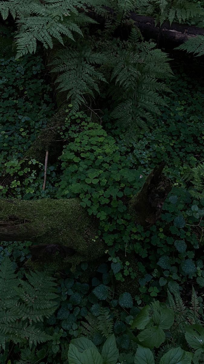 A mossy log and green plants in the forest. - Jungle