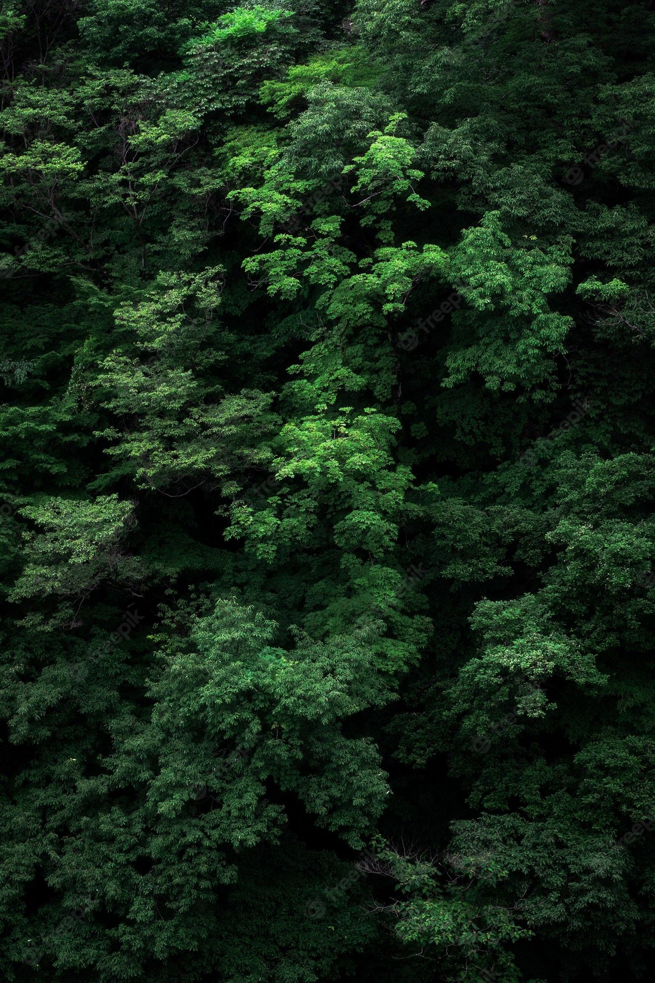 Dark Green Forest Wallpaper Image