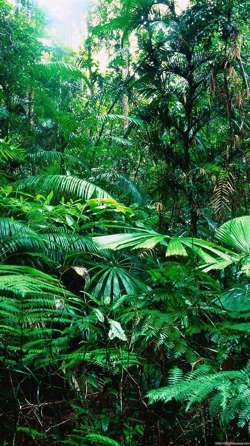 Dense forest with a mix of ferns and palms - Jungle