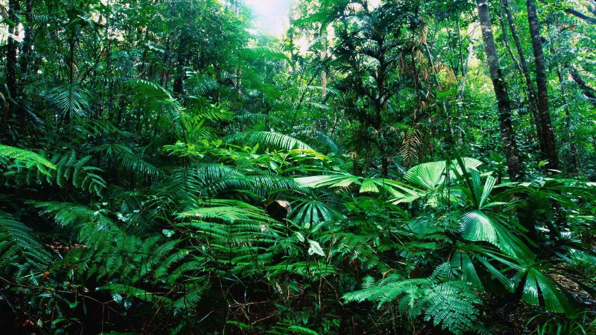 The rainforest is a lush, green and humid environment - Jungle