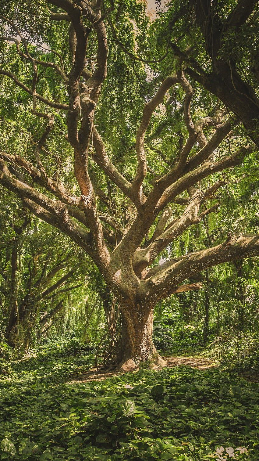 Jungle Tree, Android &, Aesthetic Hawaii HD phone wallpaper