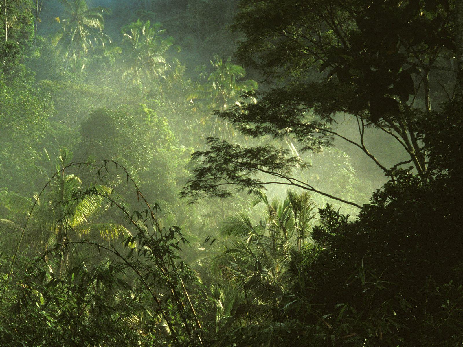 A man is riding his bike through the jungle - Jungle