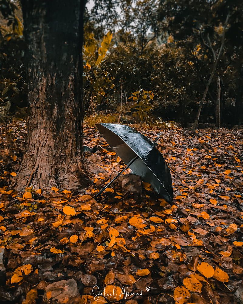 An umbrella in the middle of a forest with fallen leaves - Jungle
