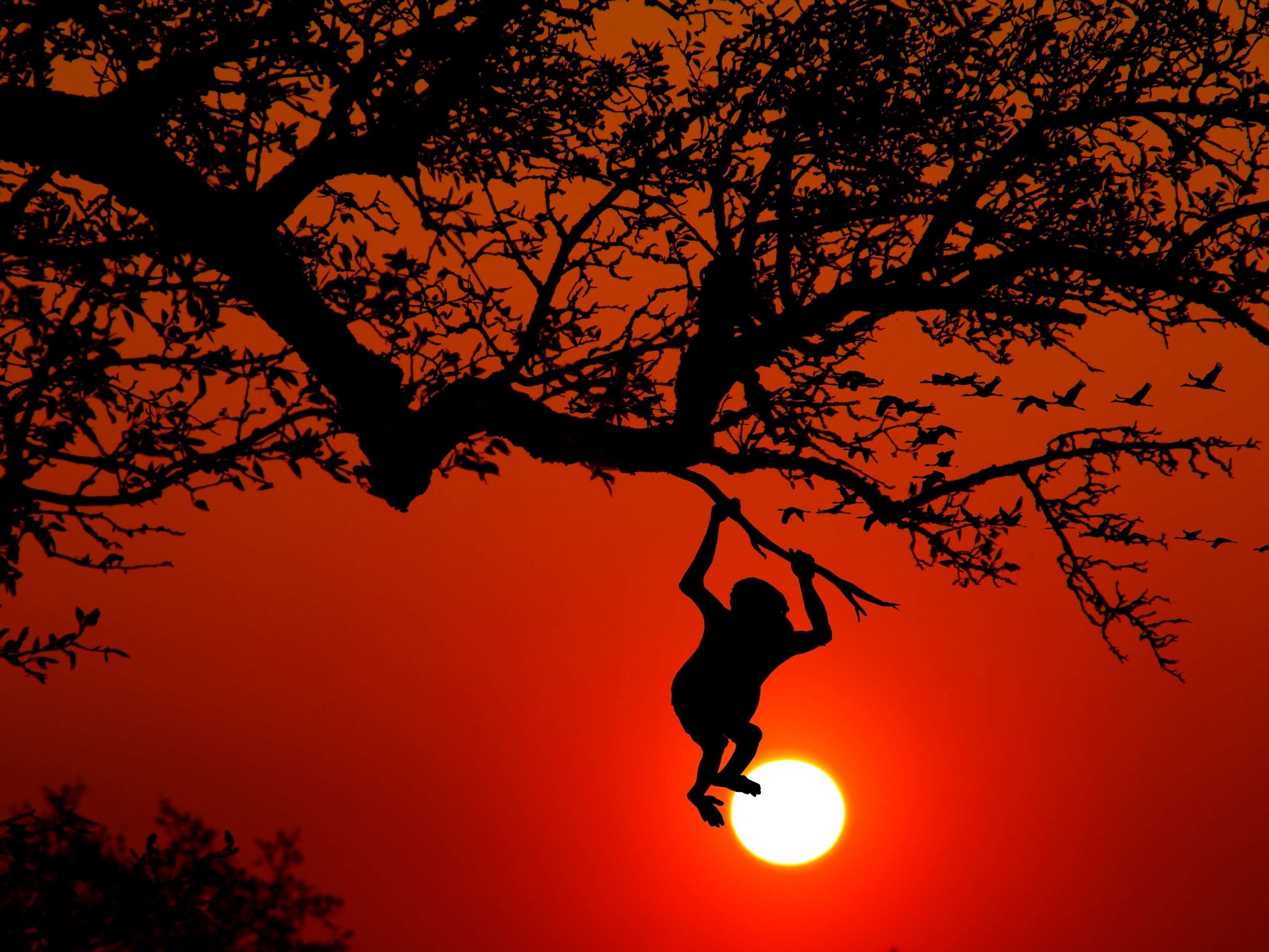 A person swinging on the branch of tree - Jungle, red