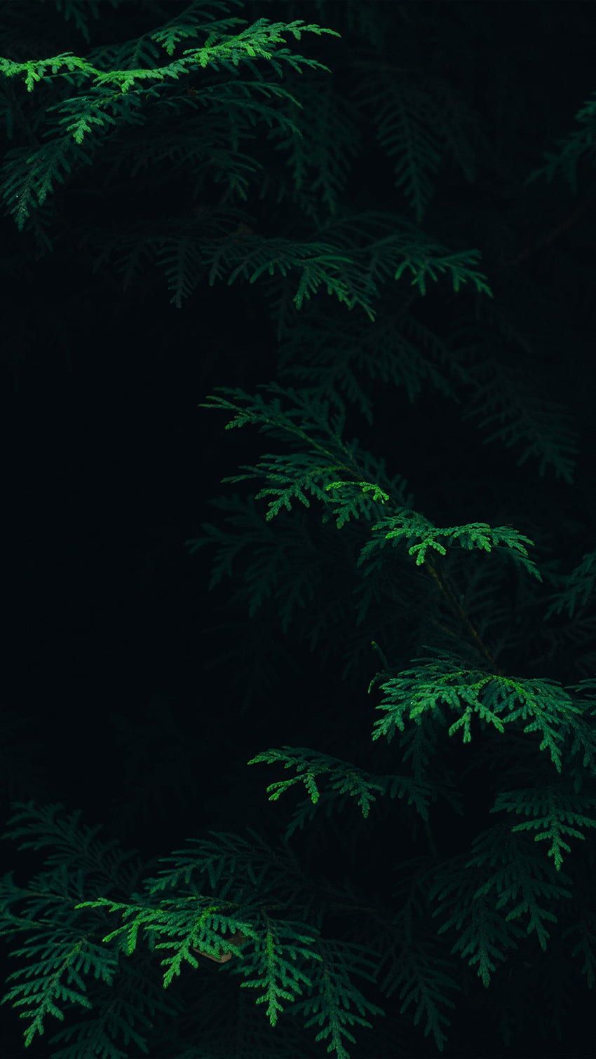 A green tree branch against a black background - Jungle, dark green