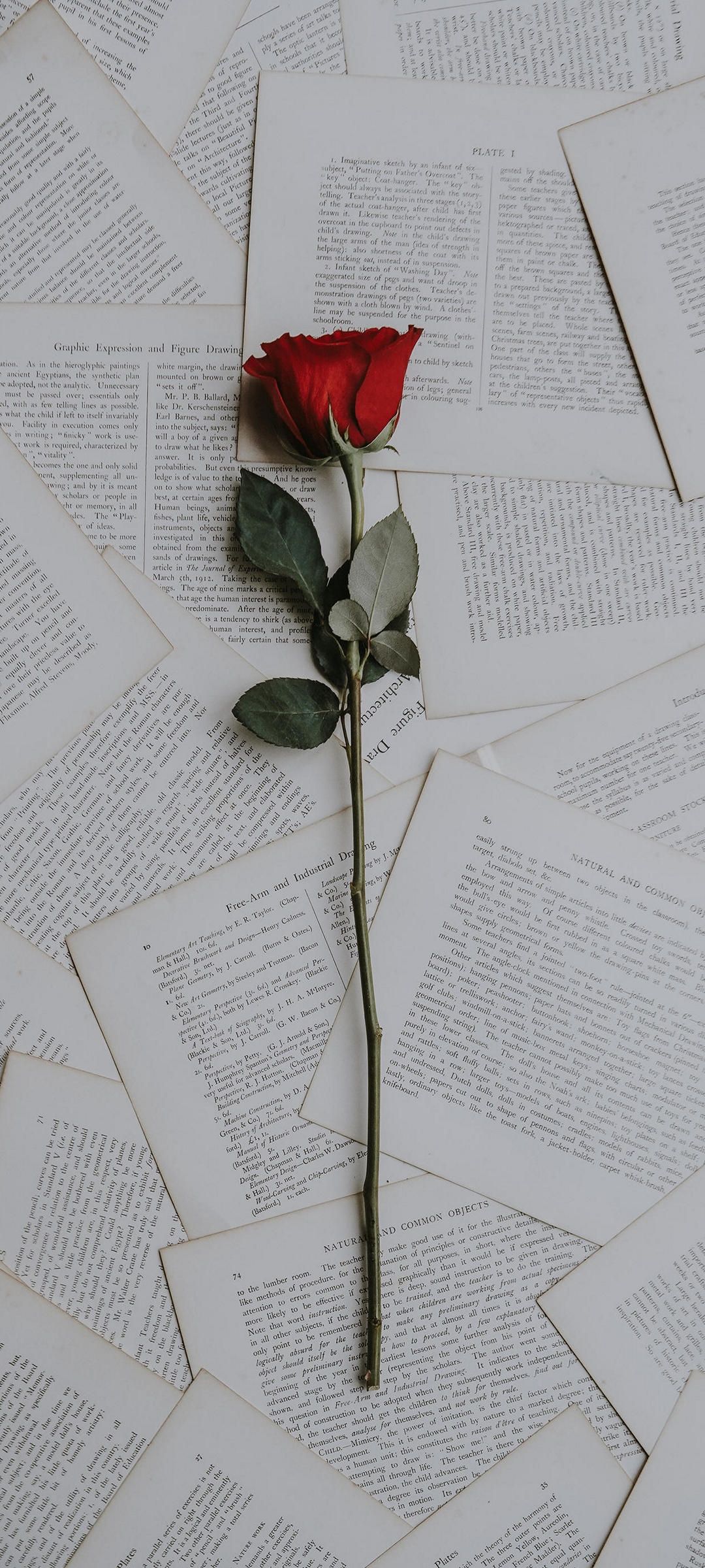 A red rose is laying on top of books - 1080x2400