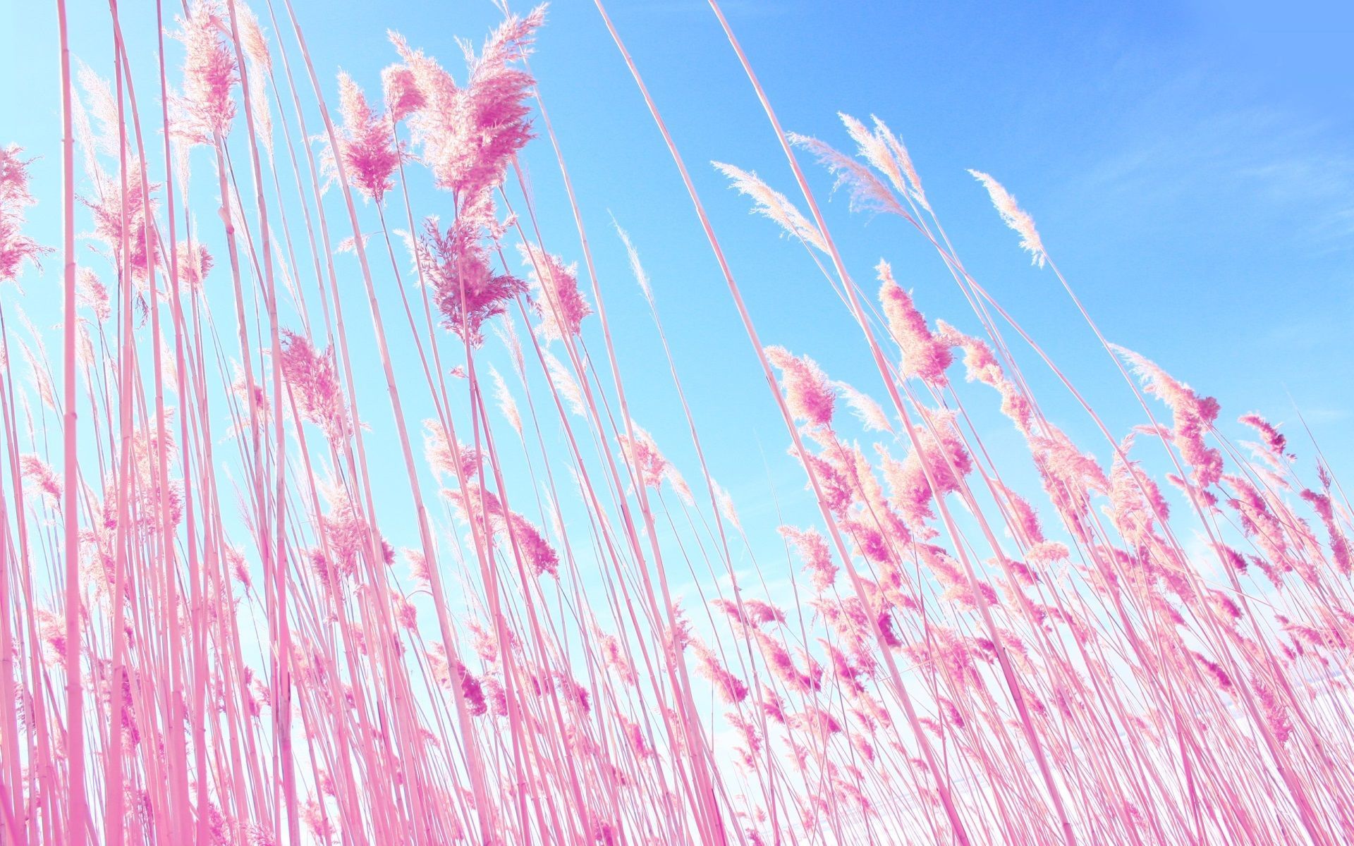 grass download HD wallpaper high resolution. Pink grass, Field wallpaper, Phone wallpaper