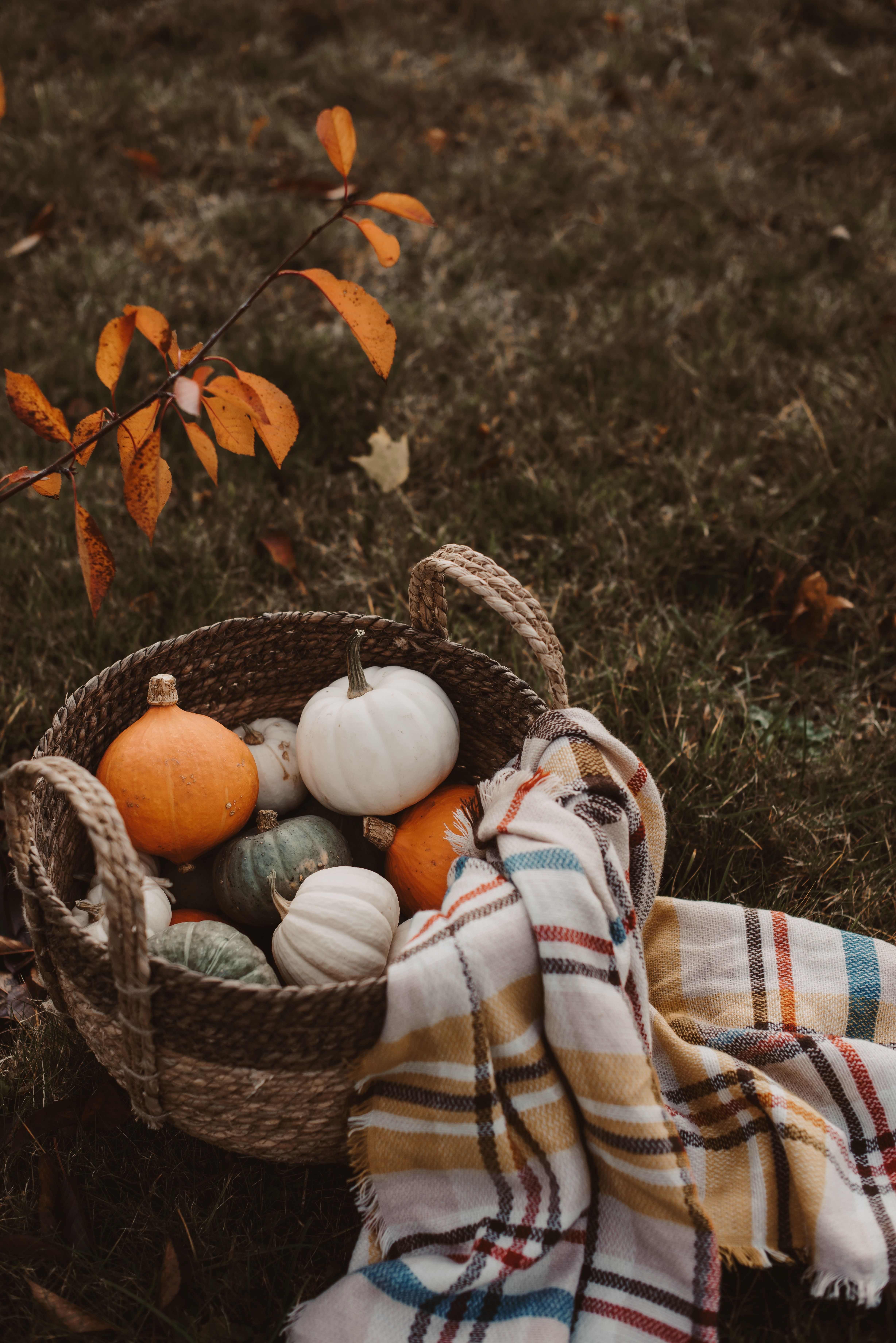 A basket of pumpkins and gourds on the ground - Pumpkin