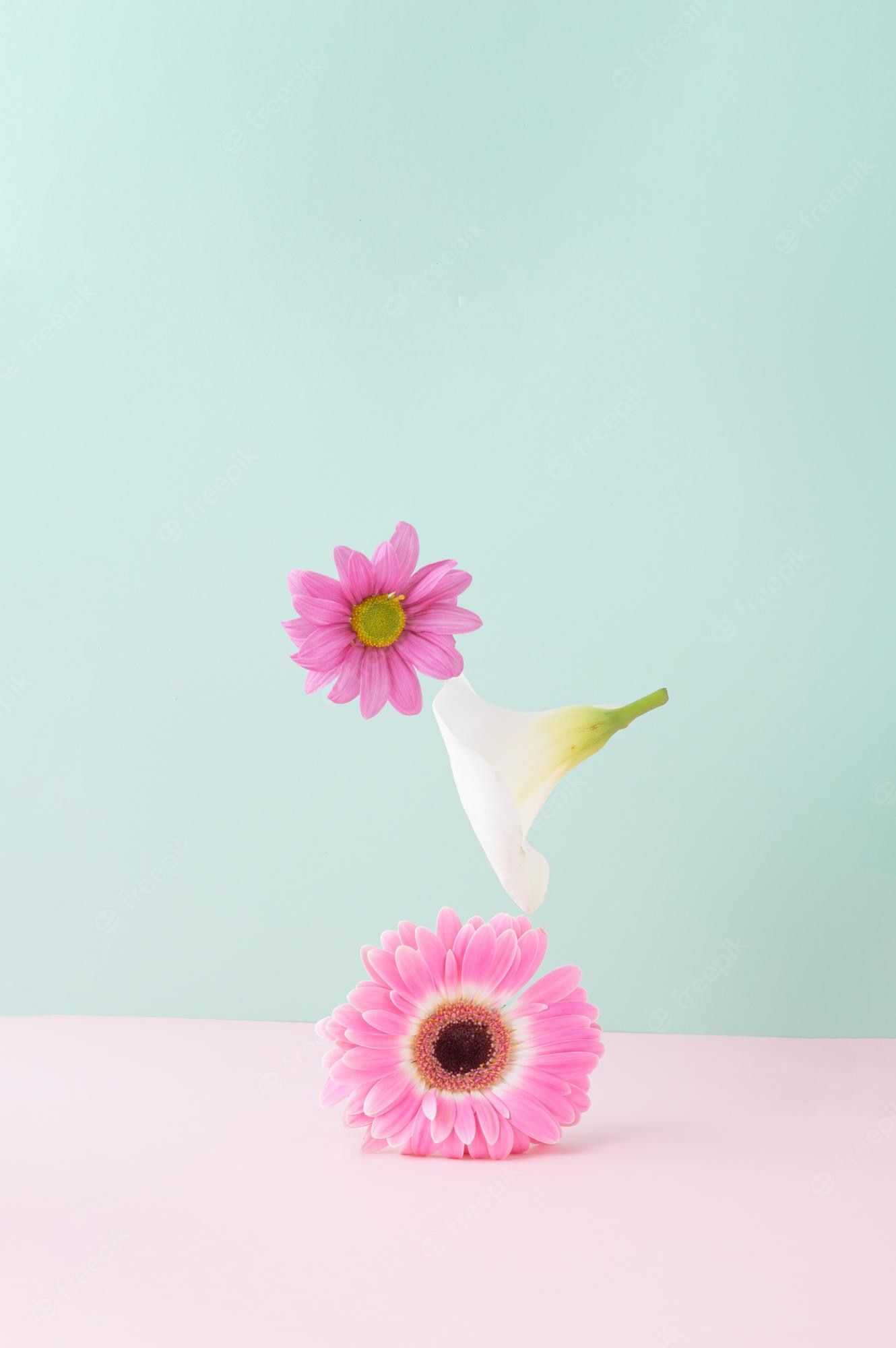 A pink flower leans on a white flower on a pink table with a blue background. - Balance