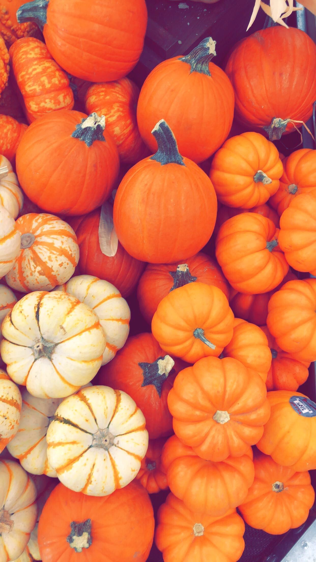 A pile of orange and white gourds - Pumpkin, cute fall