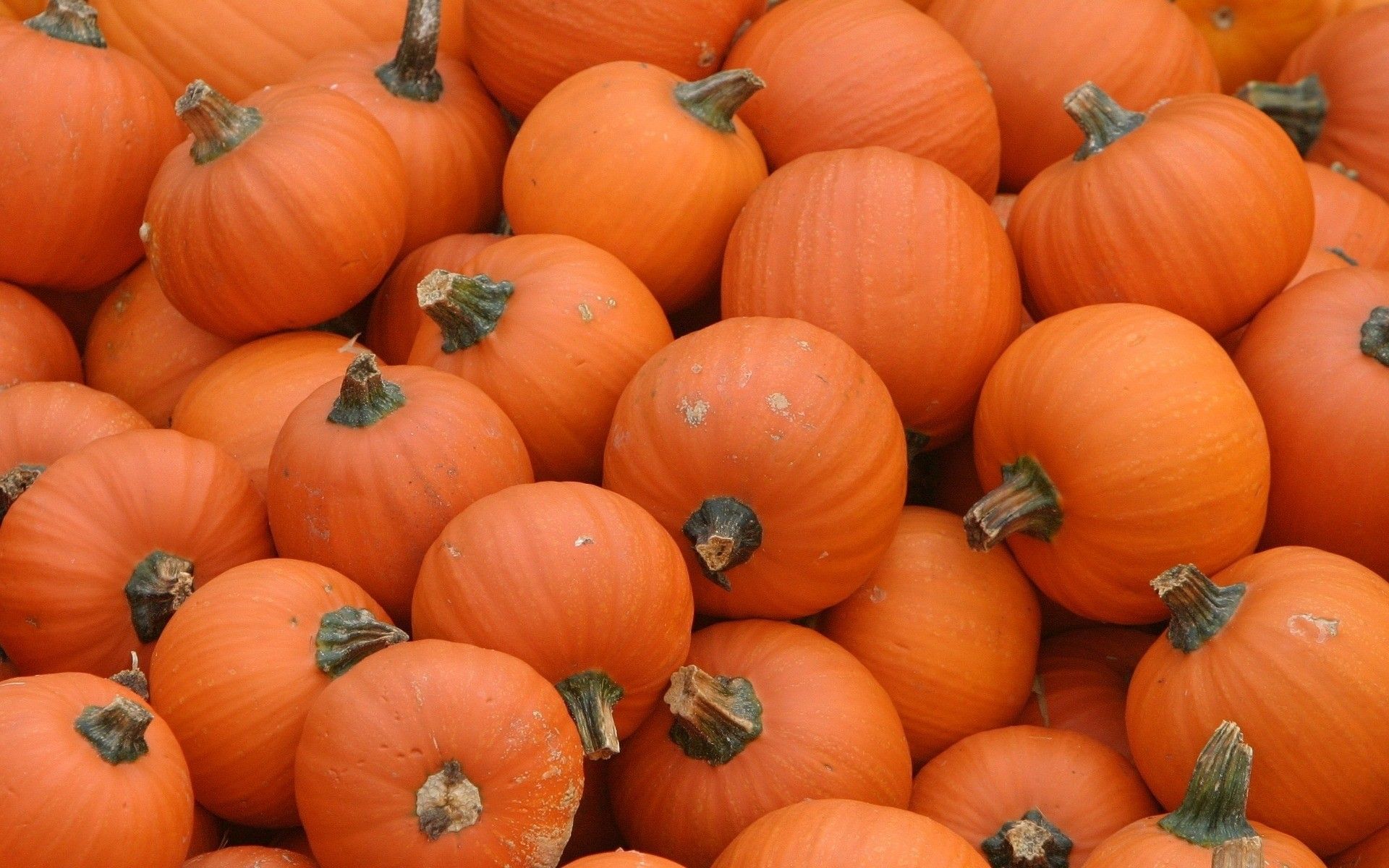 A pile of small orange pumpkins - Pumpkin