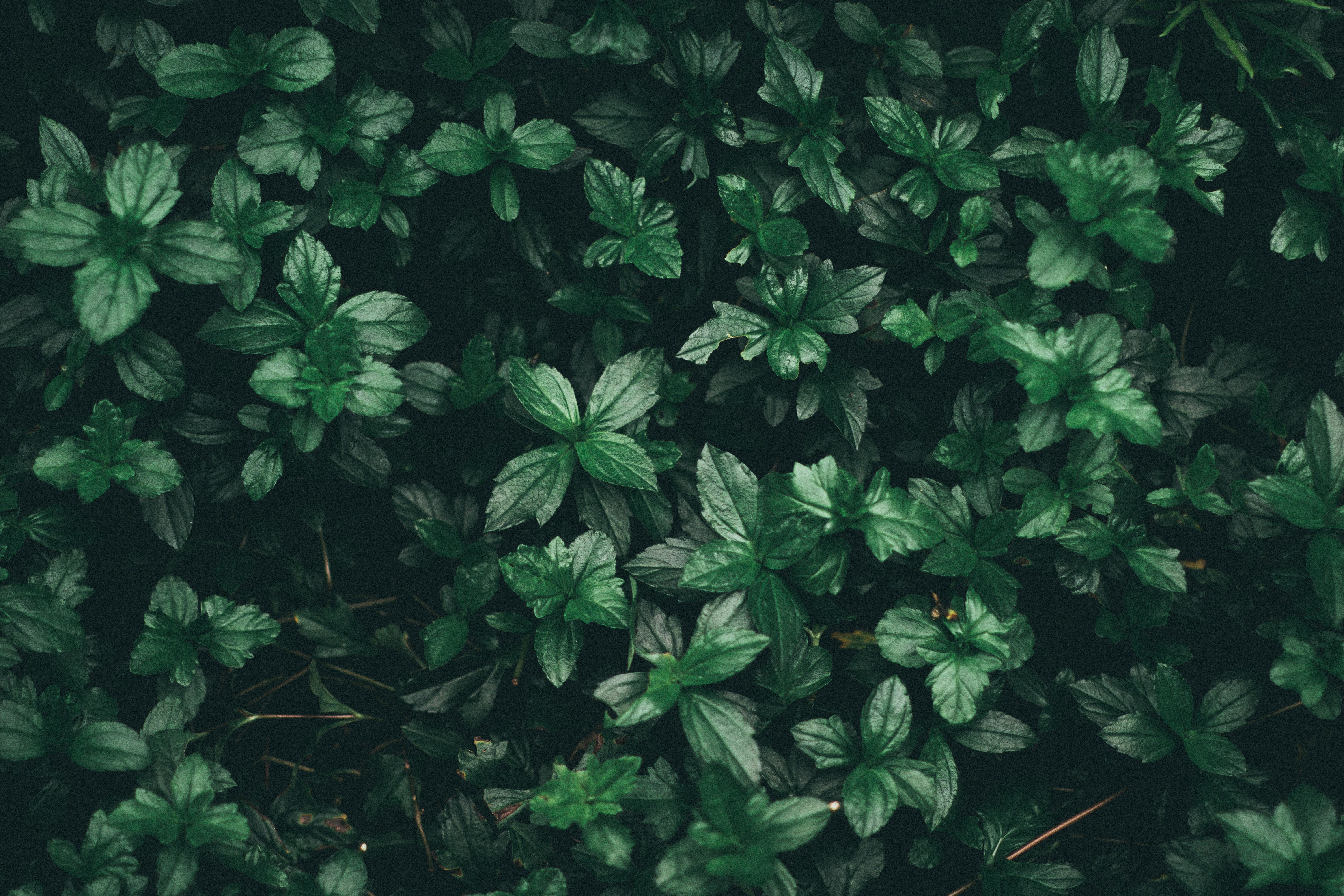 A field of green leaves. - Light green, green, mint green, soft green, dark green, plants