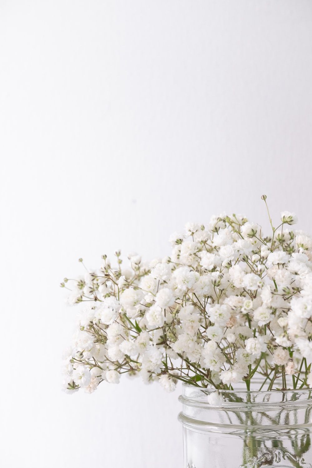Baby Breath Picture. Download Free Image