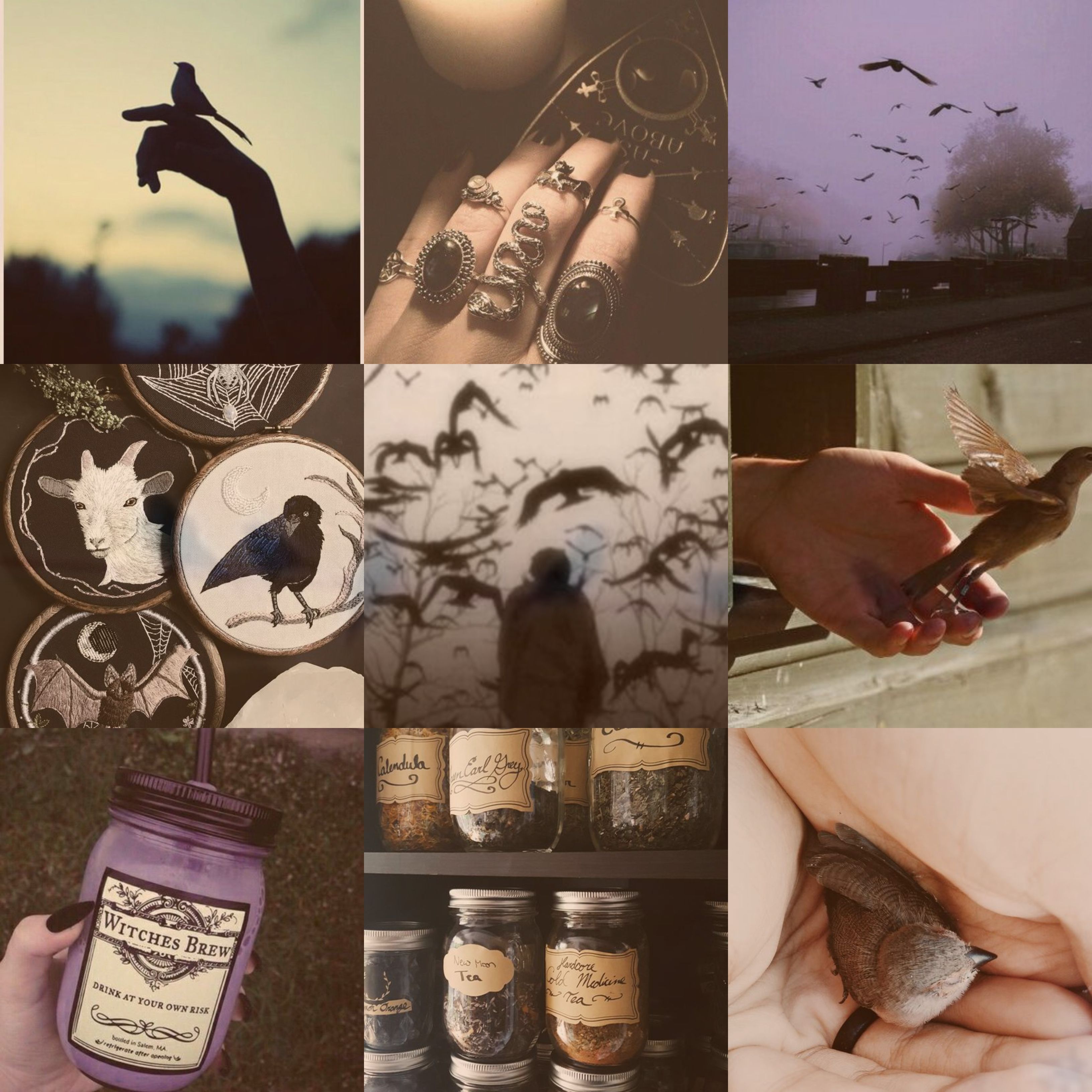 A collage of images of a crow themed aesthetic. - Witchcore