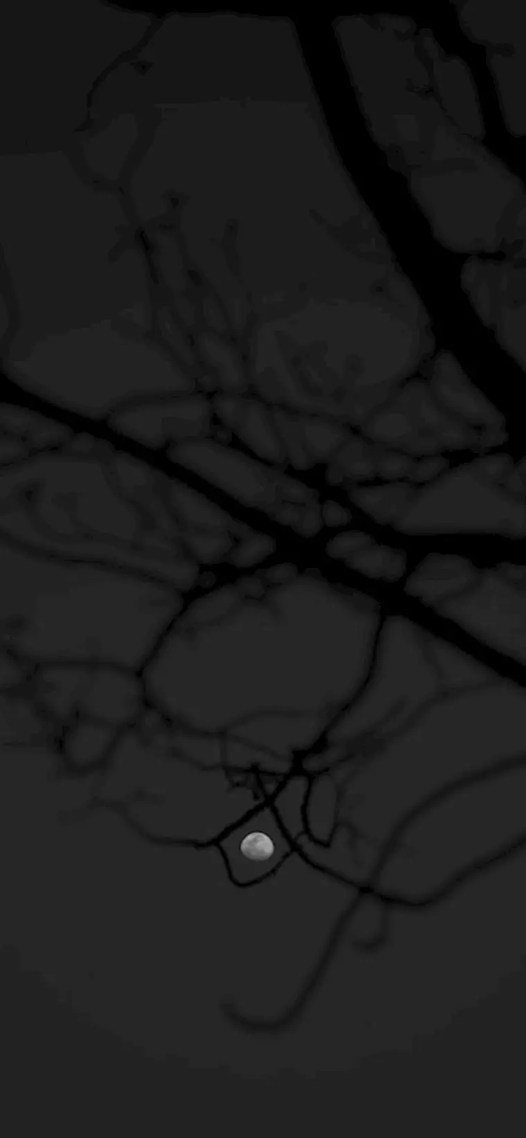 A black and white photo of trees in the dark - Android