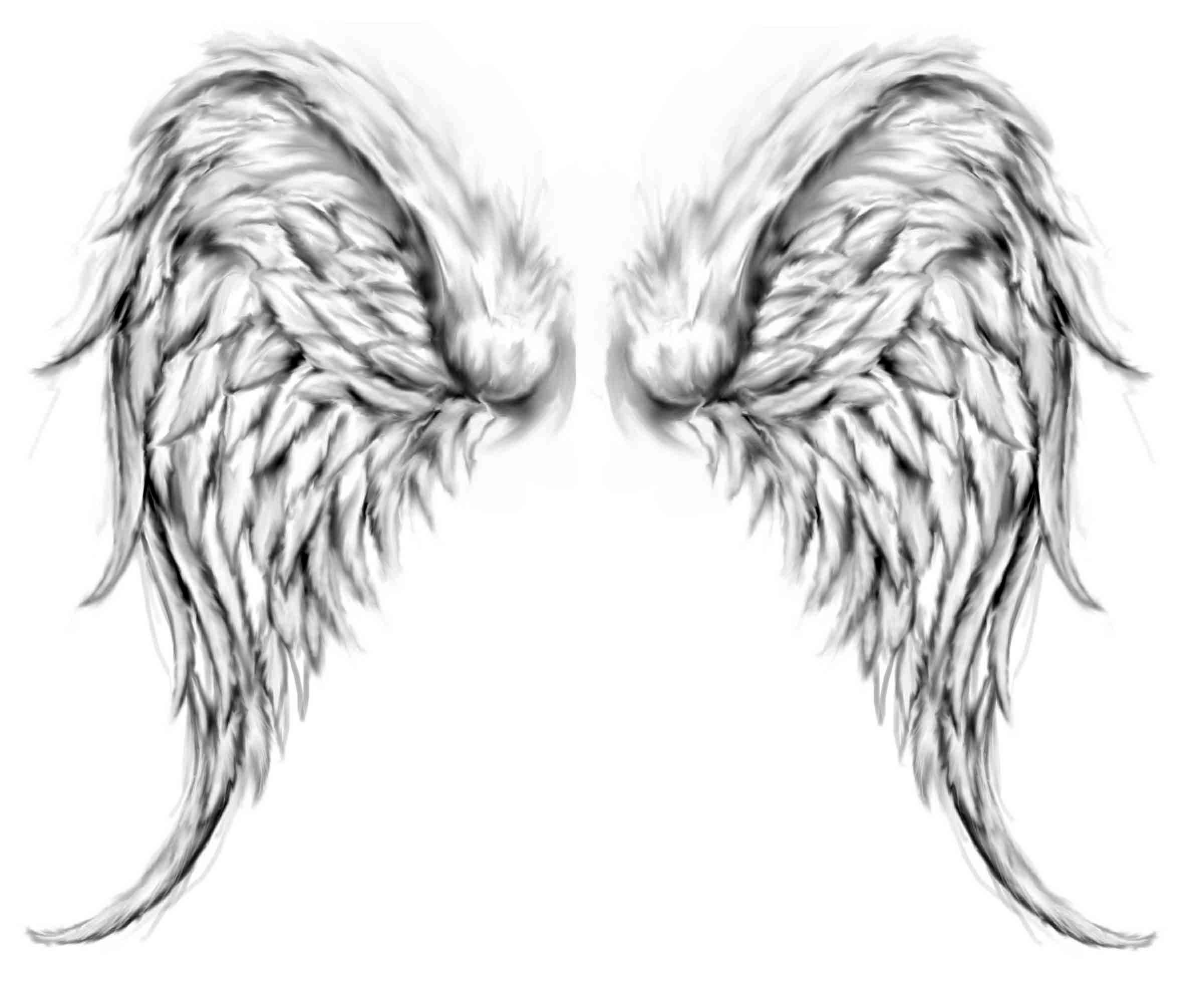 A pair of angel wings on a white background - Wings