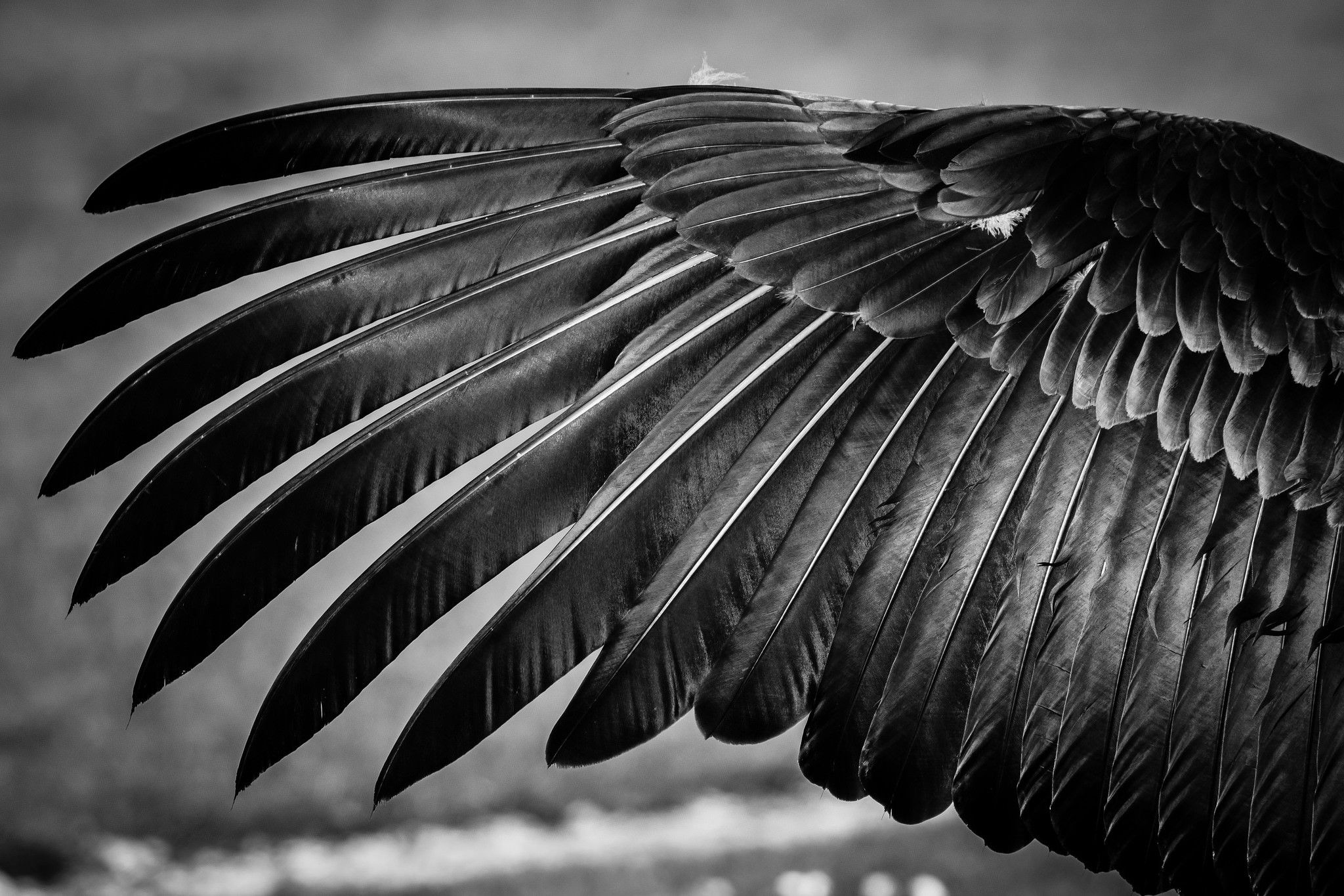 Bird Black Amp White Feather Wings Wallpaper:2048x1365