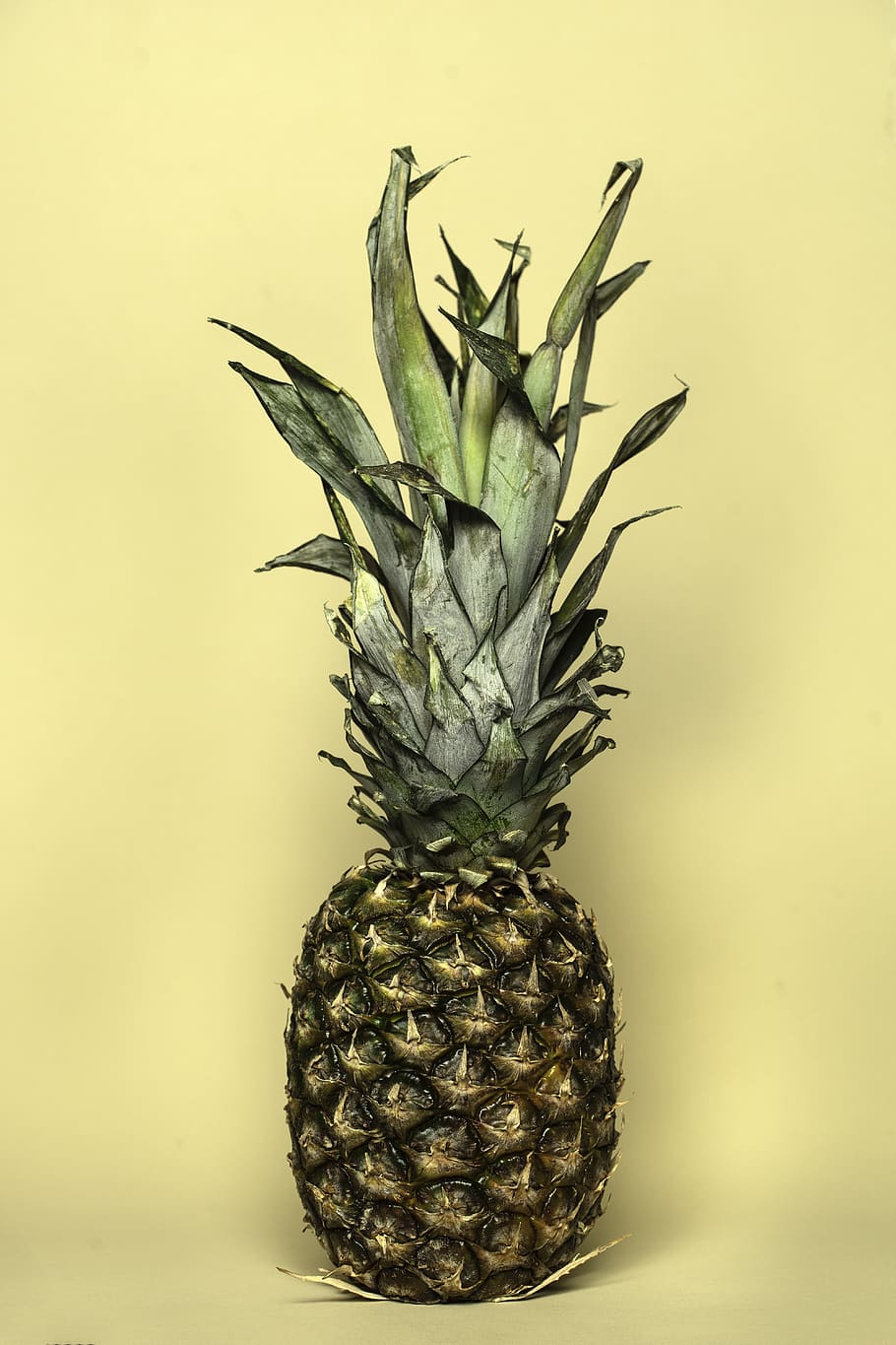  The image features a lone pineapple in the center of a yellow background. The pineapple is partially covered with leaves to help preserve it during storage. The  - Pineapple