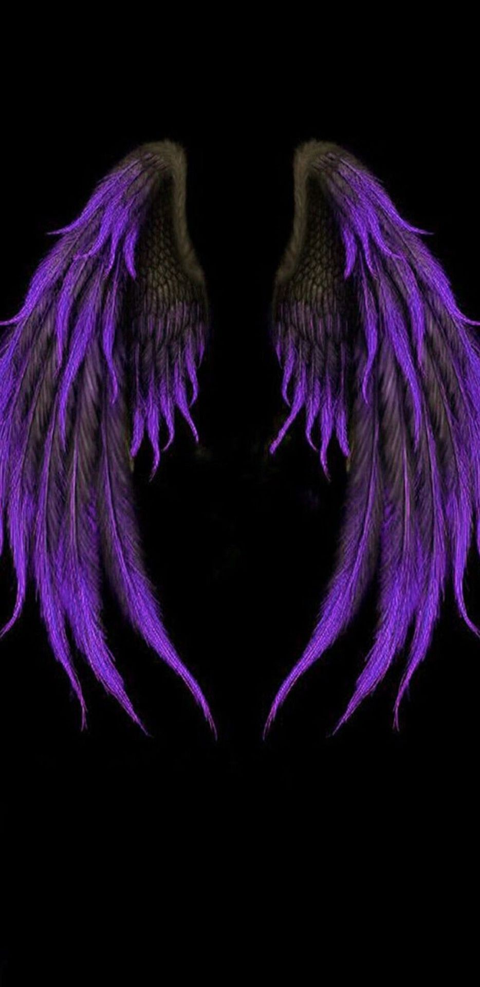 Two purple wings on a black background - Wings