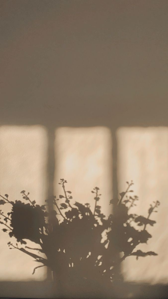 A vase of flowers in front windows - Shadow