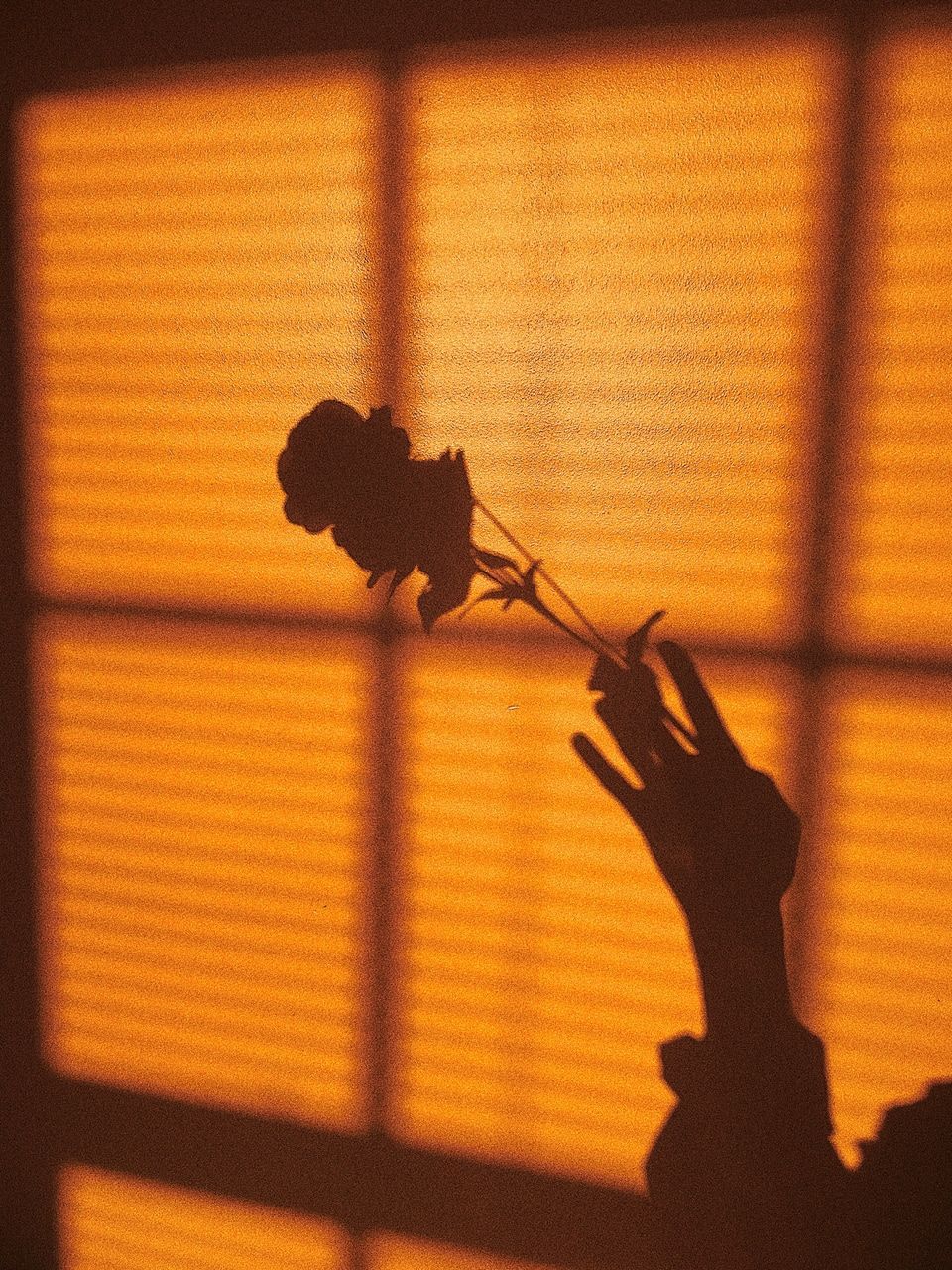 A shadow of a hand holding a rose in front of a window. - Shadow