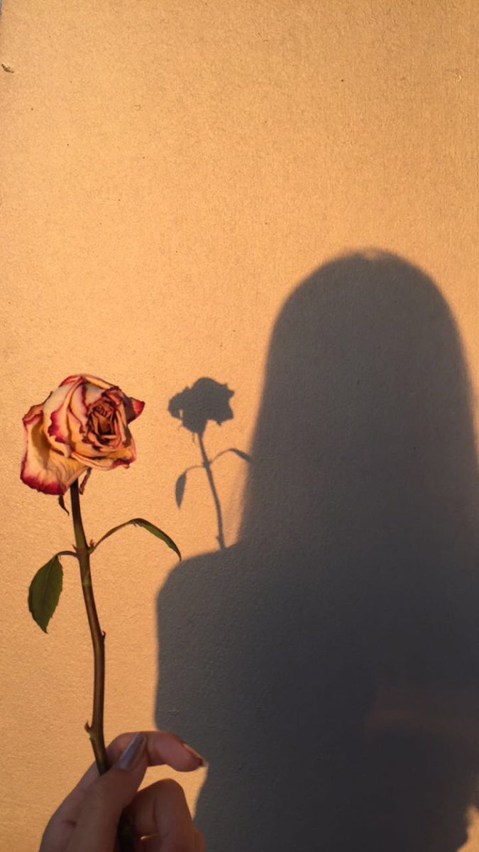 rose shadow golden hour. Flower background iphone, Flowers photography wallpaper, Sassy wallpaper