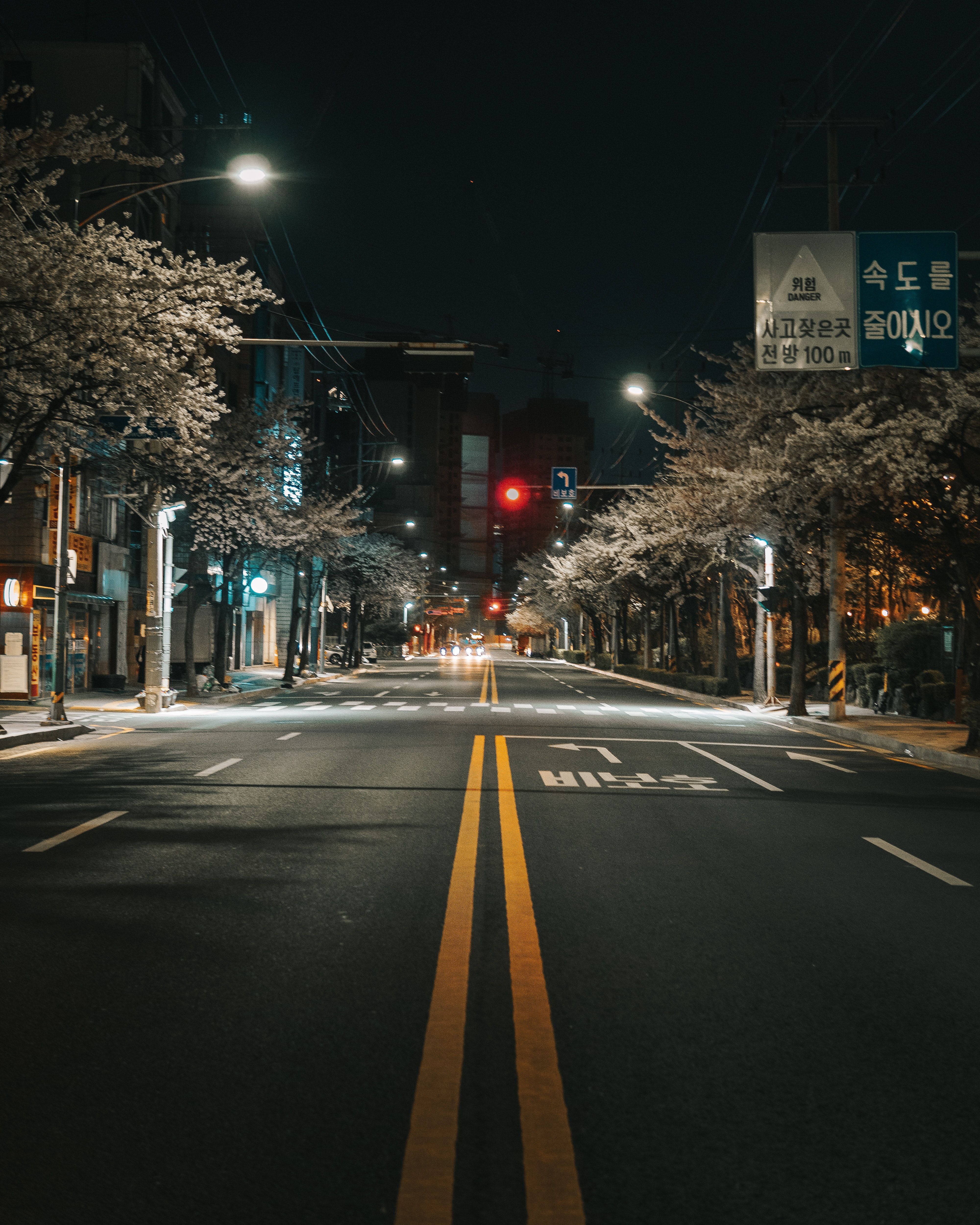 A city street at night with traffic lights and trees lining the street. - Seoul