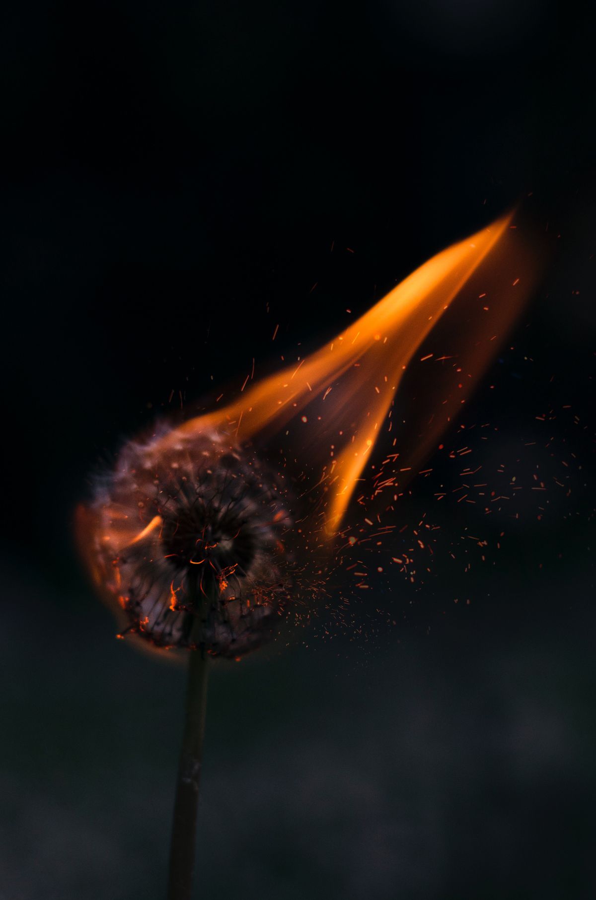 A dandelion on fire with sparks flying - Dark orange, mental health, dark