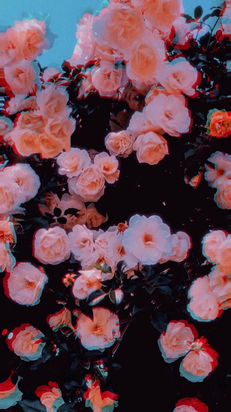 Aesthetic background of pink roses on a black background - Glitch