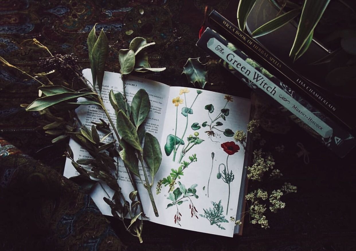 An open book with illustrations of flowers and plants, with a sprig of leaves and a sprig of small white flowers resting on top. - Witchcore