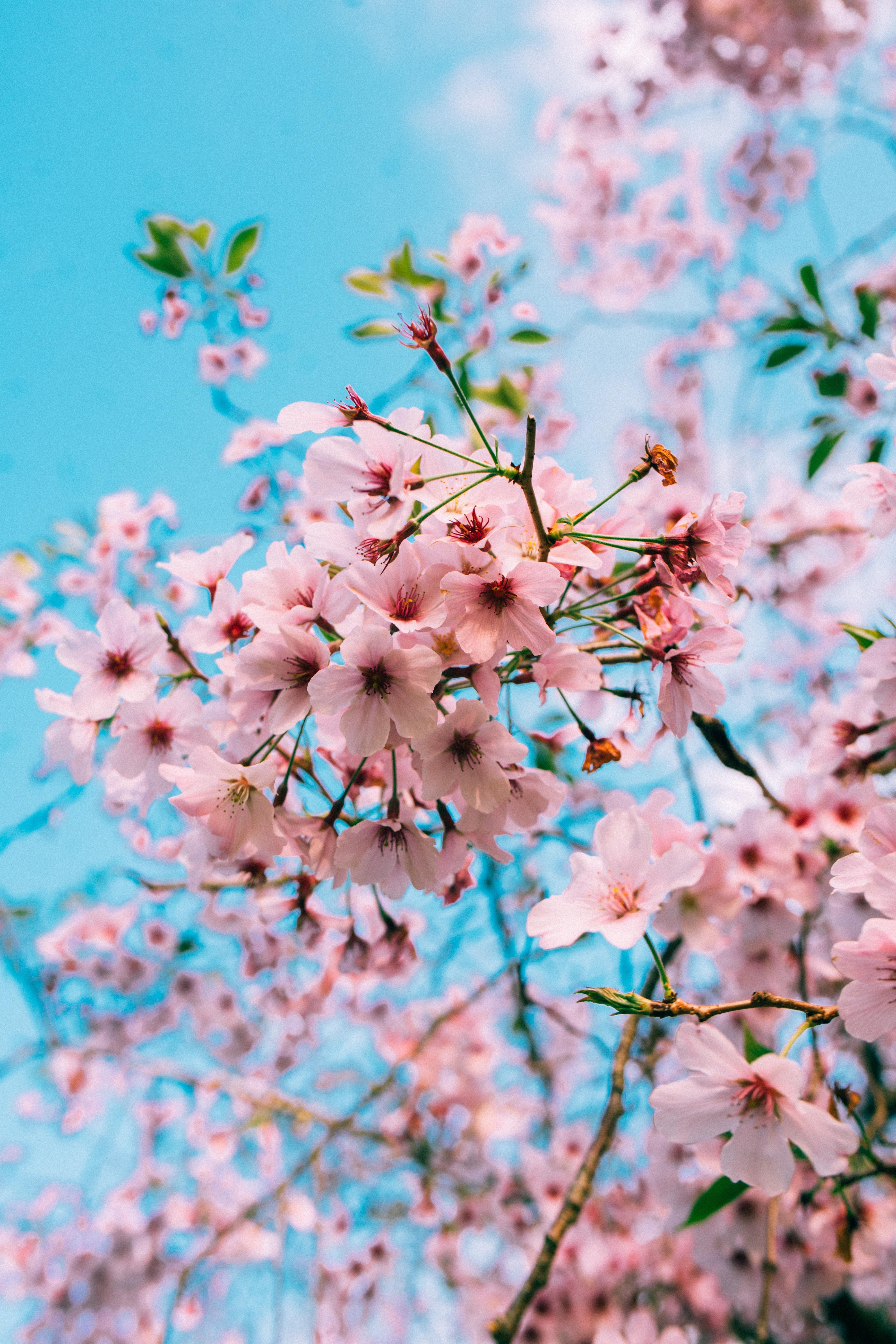 Aesthetic Cherry Blossom Wallpaper