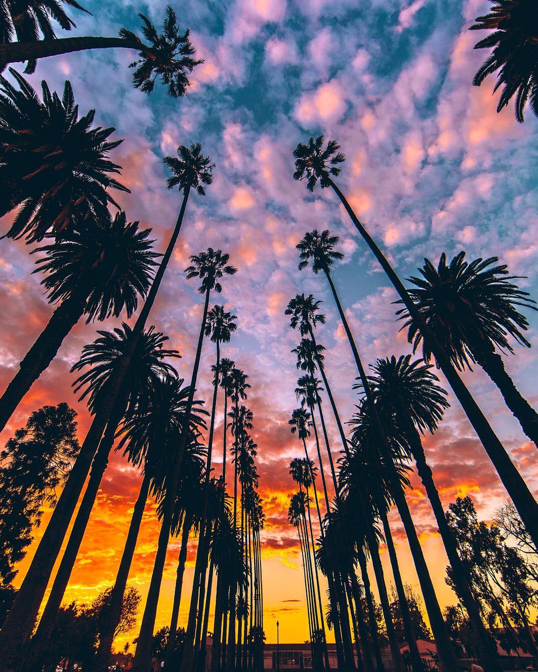 A beautiful sunset with palm trees in the foreground. - California