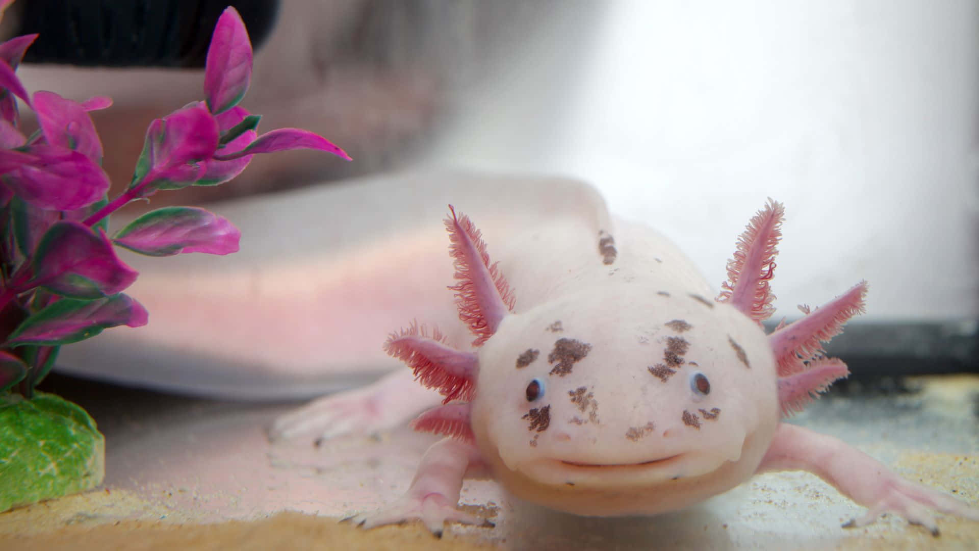 An axolotl is sitting in a tank with flowers - Axolotl