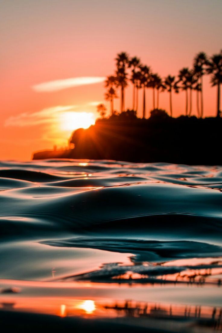 The sun setting over a calm ocean with palm trees - California