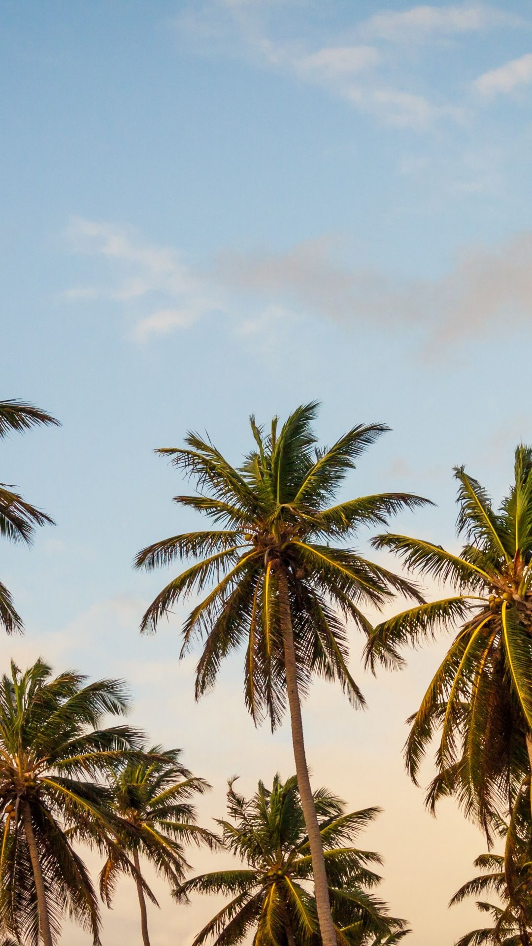 A group of palm trees with a blue sky in the background - California