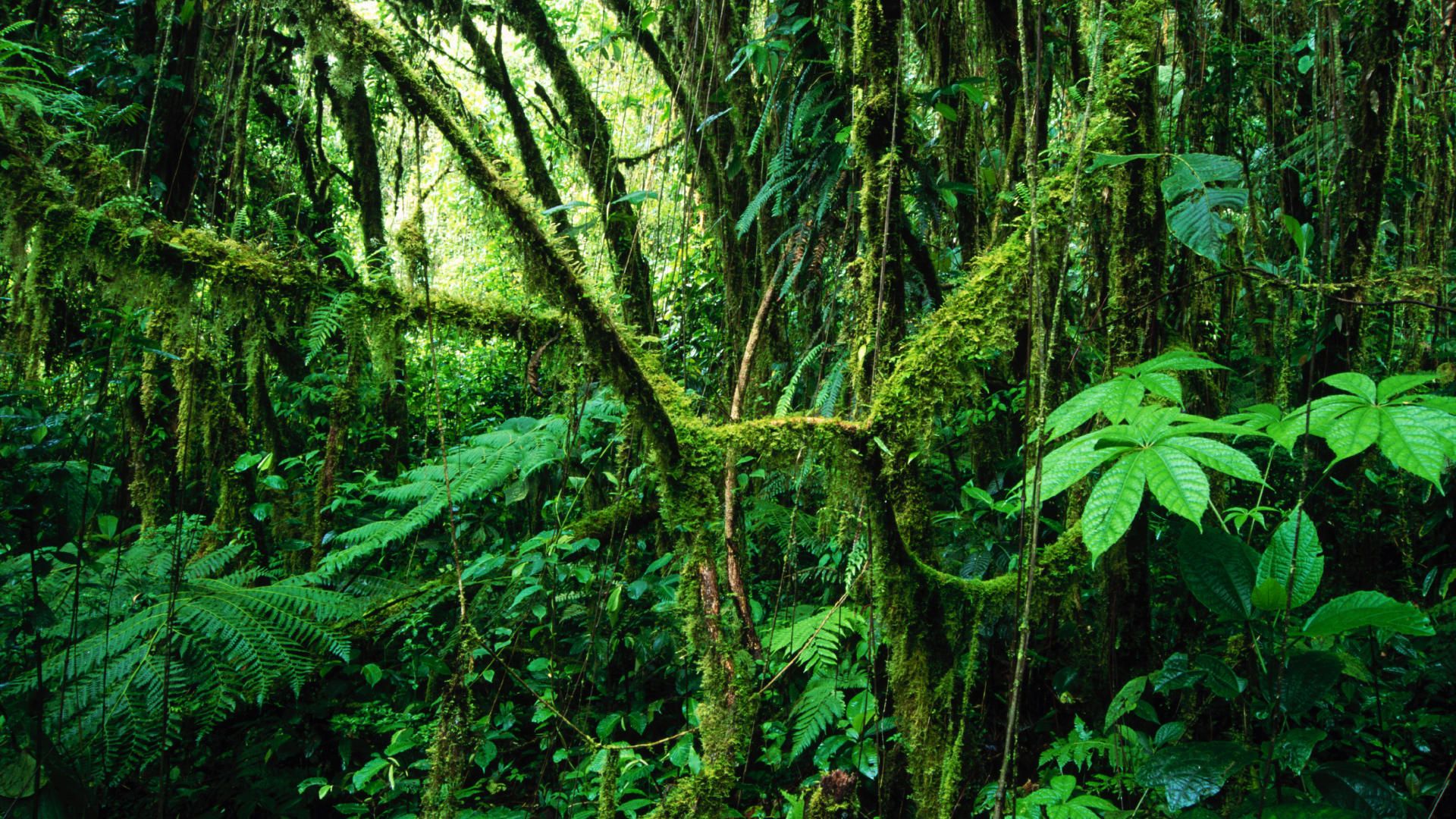 Free download Free Download Jungle Wallpaper HD [1920x1080] for your Desktop, Mobile & Tablet. Explore Jungle Background. Jungle Wallpaper, Prehistoric Jungle Wallpaper, Jungle Book Wallpaper