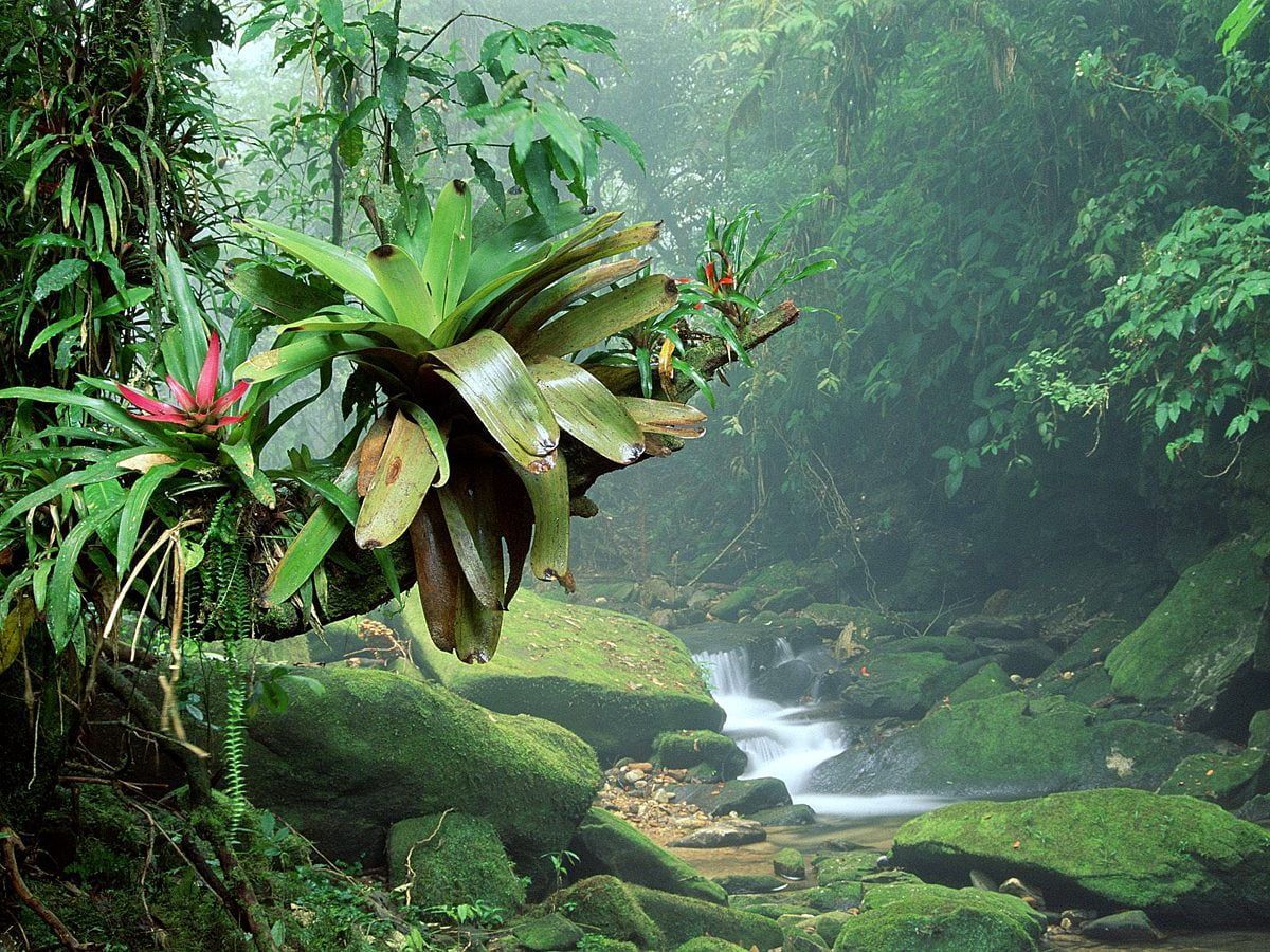 A jungle with plants and rocks in the background - Jungle