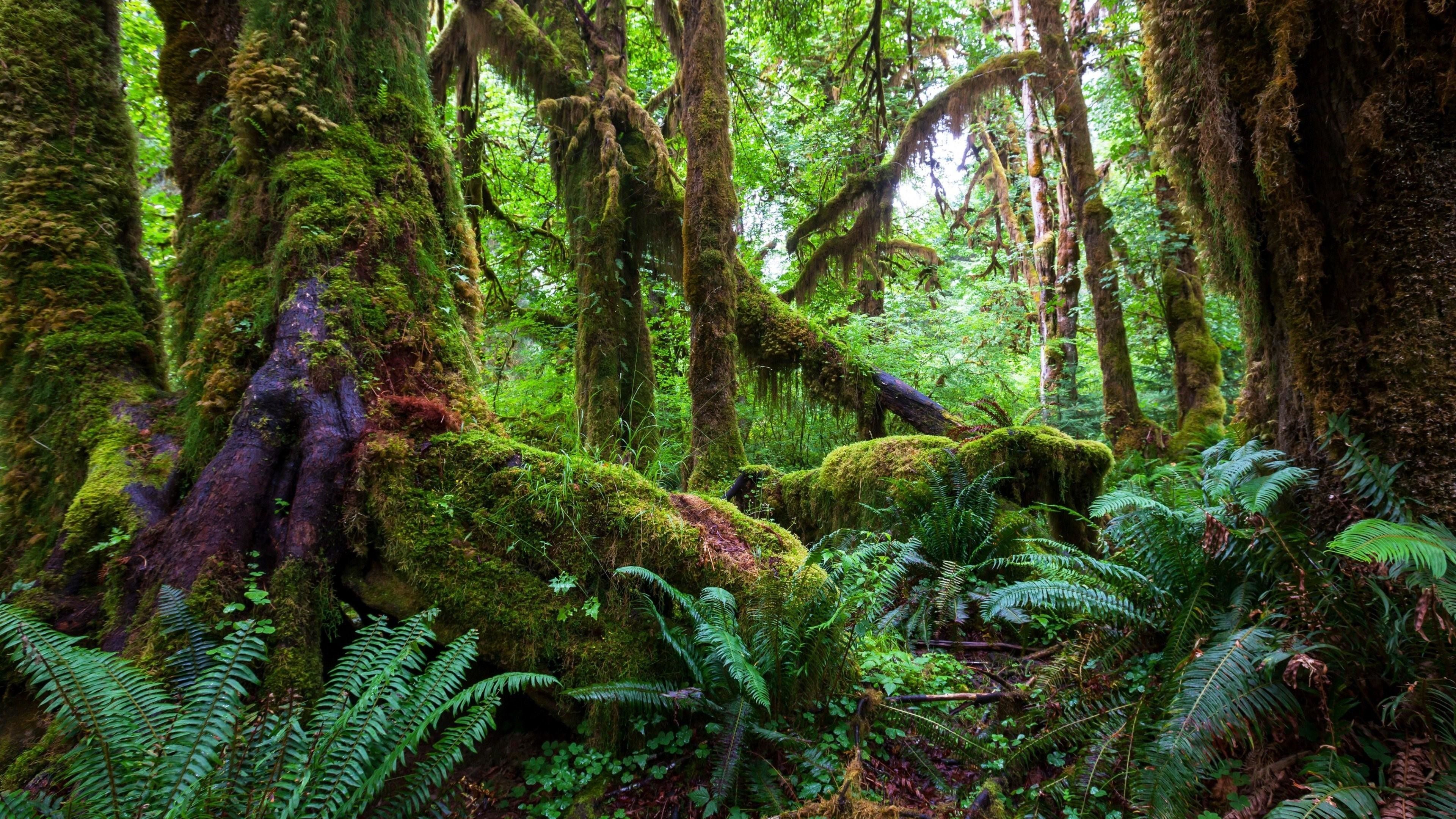 A mossy forest with ferns and trees. - Jungle