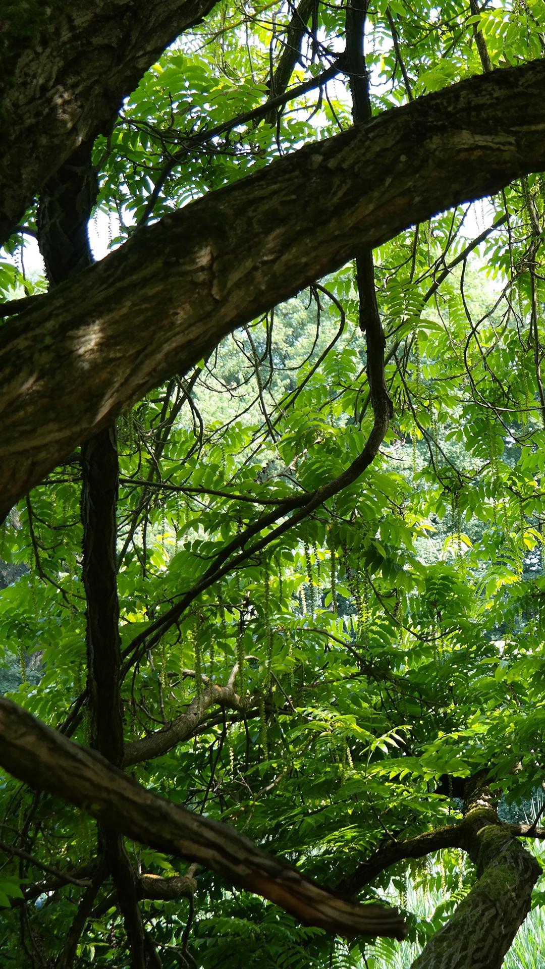 A tree with branches and leaves in the background - Jungle
