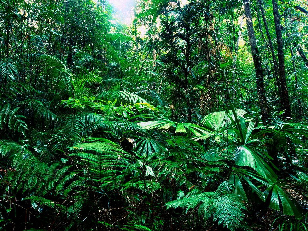 The Amazon rainforest is home to millions of species of plants and animals. - Jungle